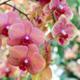 A collection of pink and yellow orchid flowers blooming on a green stem