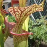 A red and green pitcher plant with an umbrella-like overhanging awning