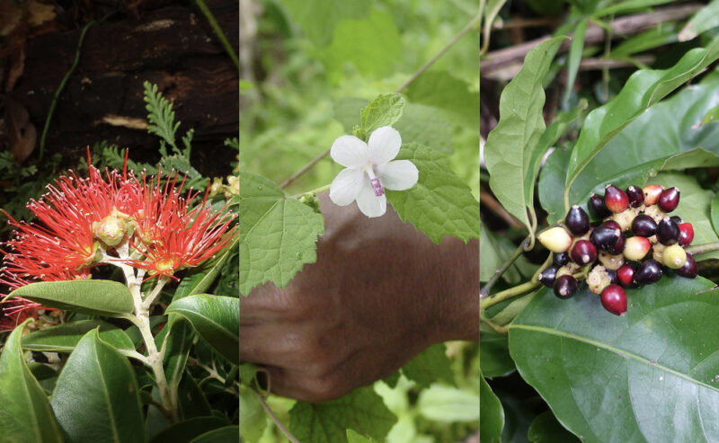 Three juxtaposed images of flowers in red, white, and purple