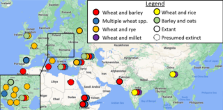 Map with various dots across different countries representing historical and present grain mixtures.