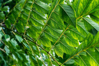 A close-up image of the underside of bright green leaves on a branch.