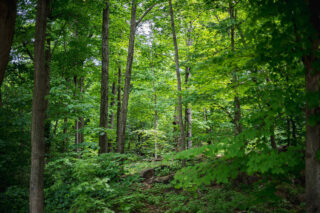 A forest of trees with bright green leaves.