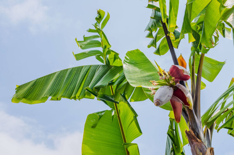 A tall, green leafy plant grows under a blue sky, with greenish-red fruit maturing on its stems