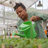 A person in a green shirt uses a green watering can to water a tray of seedlings