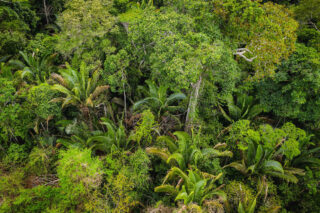 An aerial image of green trees in the Amazon rainforest.