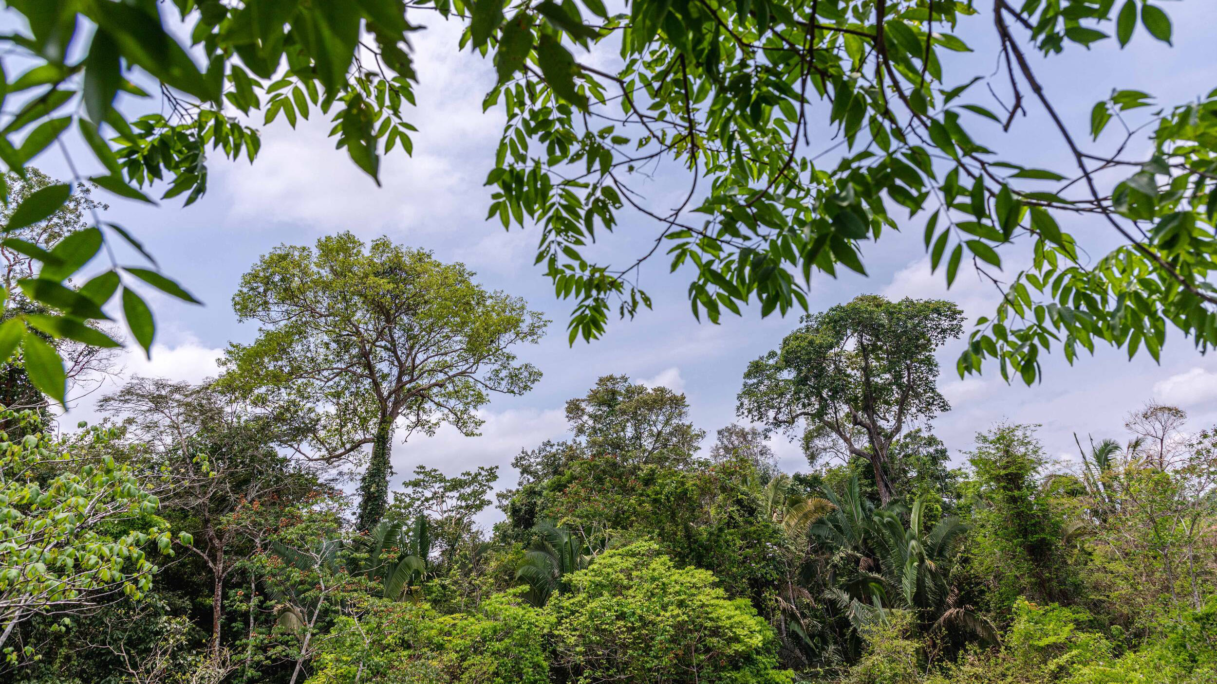 A view of an expansive green rain forest