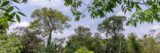 A view of an expansive green rain forest