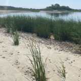 Photo of Shinnecock Bay in Long Island with green leaves in the foreground, followed by a bay