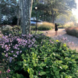 A person walks their dog along a beautifully planted outdoor path surrounded by trees, green foliage, and pink flowers