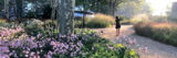 A person walks their dog along a beautifully planted outdoor path surrounded by trees, green foliage, and pink flowers