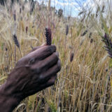 One hand holding a stalk of a crop in a field of crops