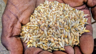 A close-up image of someone's hands holding seeds from a mixture of grains.