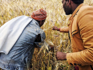 Two people reach to harvest strands of grain in a field.