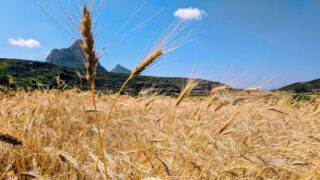 A field of golden grains stands below a tall mountain in Ethiopia.