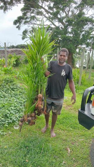 A person in a black shirt and shorts holds up a collection of recently harvested palm saplings covered in green fronds