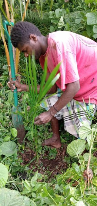 A person in a pink shirt plants a palm sapling in the ground, surrounded by other tropical plants