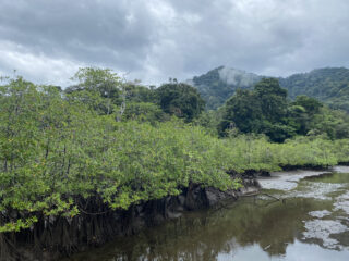 A mountain covered in a thick rainforest under fog. In the foreground there is a mangrove near a body of water.