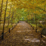 Green and yellow foliage in the Thain Family Forest