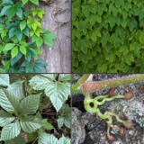 A mosaic of images depicting green leaves growing on walls and tree trunks