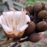 A close-up shot of a brown and white flower surrounded by unopened buds