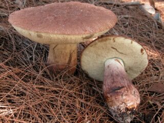 A close-up image of two brown mushrooms on pine needles.