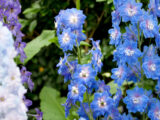 Blue, purple, and white flowers grow on long stems