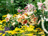 A blooming collection of flowers in yellow, white, and purple