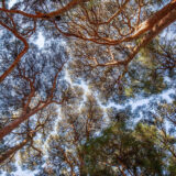 an image of the underside of a group of Tanyosha pine trees, where their branches do not touch each other, crown shyness