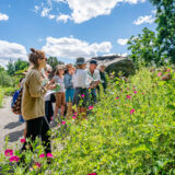 in the Native plant Garden on a sunny day, a group of people look out onto the green field with tiny hot pink flowers