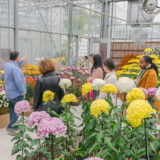 Marc Hachadourian, in a blue long sleeved butoon down, gives a tour of the kiku exhibit in the Nolen Greenhouses to a small group. pink and yellow chrysanthemums are in the foreground