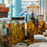 A collection of plant specimens in jars of liquid