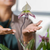 Two outstretched hands below a bloomed single purple and green striped orchid on a single brown steam. A figure is blurred in the background.