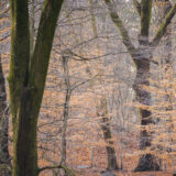 A forest scene in winter, with brown tree trunks and light orange leaves still hanging on the branches