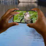 A person holds up a phone to take a picture of a brown bird of prey for Bloomberg Connects App.