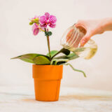 a hand holding a jar of water to water a pink orchid in a pot