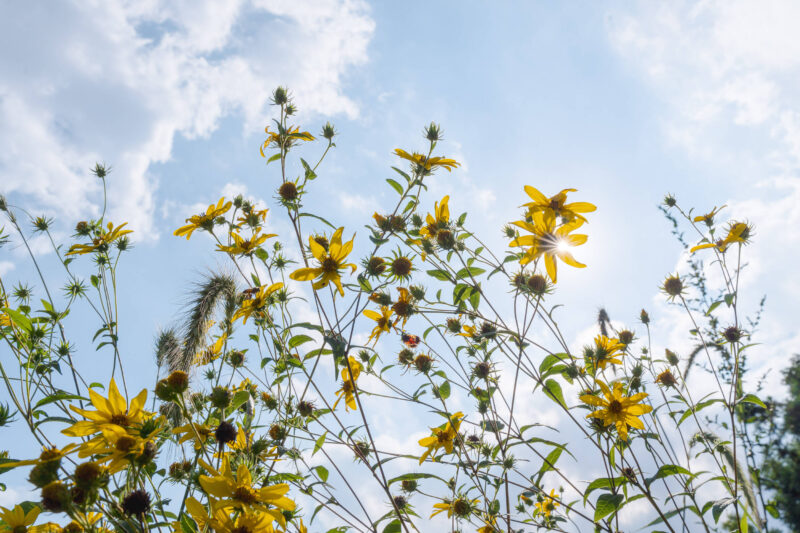 A view of bright yellow flowers on green stems, growing up toward a sunny blue sky