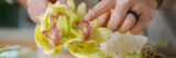 a person's hand points to a yellow and pink orchid