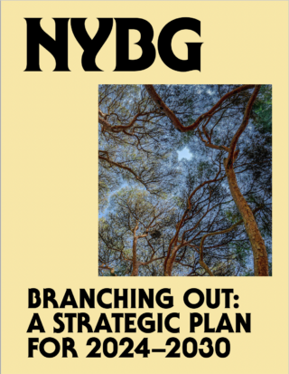 Cover of NYBG Straegic Plan, Branching Out for 2024-2030. Yellow background with a photo of an undershot view of green leaves looking upward and a slight view of blue sky visible through them.