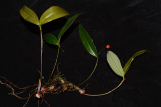 A plant specimen with green leaves, a red berry, and roots, laid out on a black background.
