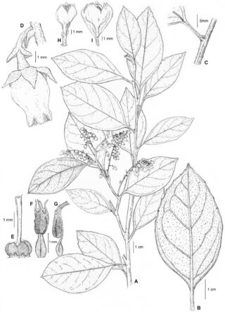 Black and white drawing of different parts of a plant.