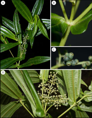 Four images of a plant to show different angles.