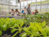a group of people are watering plants in containers in the Edible Academy greenhouse