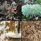 A mosaic of four images depicting green and brown lichen specimens