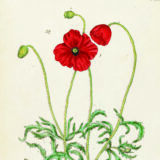 An illustration of red and green flowers