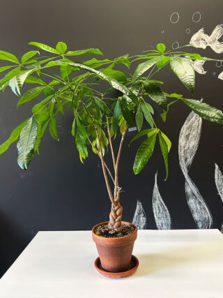 A green tree that is braided at the base by its trunks, in a pot on a white table.