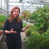 A person in black clothing walks through a greenhouse full of green foliage while explaining something