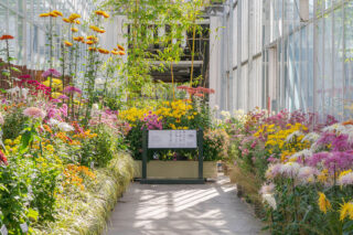 Colorful flowers lining both sides of a pathway leading up to an informational sign.