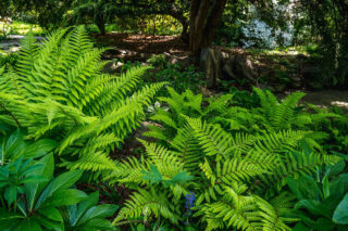 A grove of bright green ferns growing at the base of a tree.