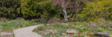 A sunny spring garden scene featuring small yellow flowers and pink flowering trees