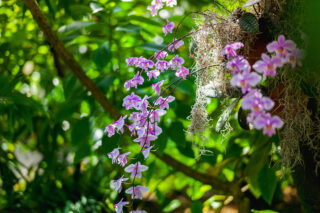 A purple orchid grows on a tree in the rainforest.
